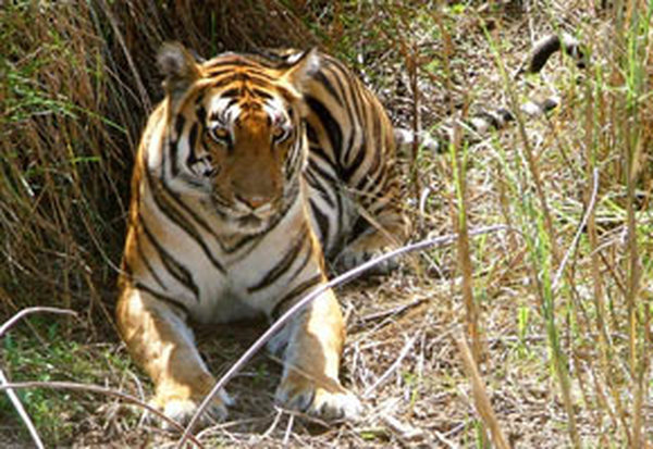  Profile Photos of Indian Adventures Wildlife and Adventure Resorts 257, S.V. Road, Bandra (W), Mumbai - 400050. India - Photo 7 of 7