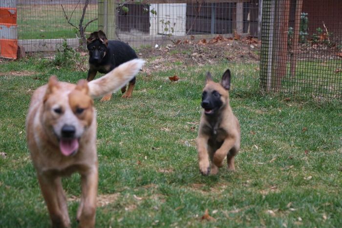  Profile Photos of Happy Dogs Boarding and Training 1049 Chews Landing Rd - Photo 8 of 10