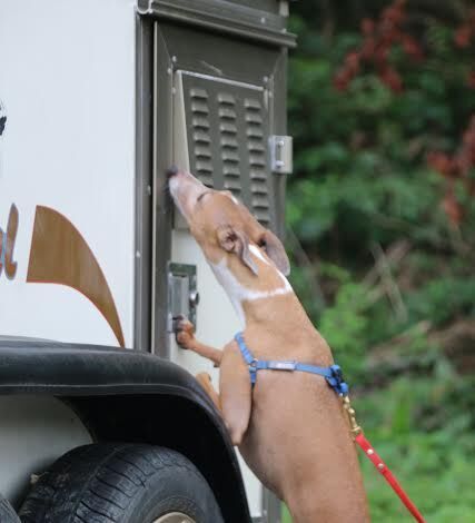  Profile Photos of Happy Dogs Boarding and Training 1049 Chews Landing Rd - Photo 9 of 10