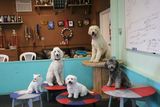  Happy Dogs Boarding and Training 1049 Chews Landing Rd 