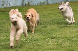  Happy Dogs Boarding and Training 1049 Chews Landing Rd 