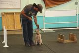  Happy Dogs Boarding and Training 1049 Chews Landing Rd 