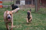  Happy Dogs Boarding and Training 1049 Chews Landing Rd 