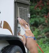  Happy Dogs Boarding and Training 1049 Chews Landing Rd 