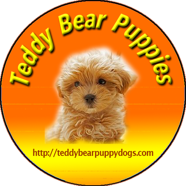  Profile Photos of Teddy Bear Puppies 771 Jefferson Street - Photo 1 of 2