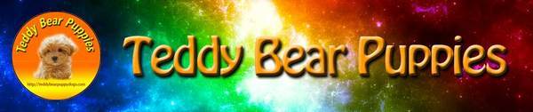  Profile Photos of Teddy Bear Puppies 771 Jefferson Street - Photo 2 of 2
