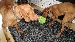  Profile Photos of Lomond Home & Pet Care 128 Broomhill Crescent - Photo 1 of 8