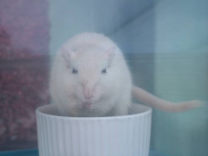  Profile Photos of Lomond Home & Pet Care 128 Broomhill Crescent - Photo 4 of 8