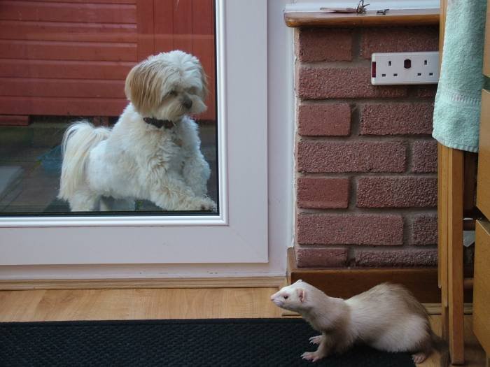  Profile Photos of Lomond Home & Pet Care 128 Broomhill Crescent - Photo 5 of 8