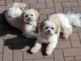 Lomond Home & Pet Care, Alexandria