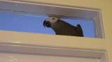 Lomond Home & Pet Care, Alexandria