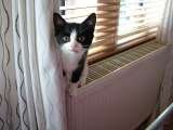 Lomond Home & Pet Care, Alexandria