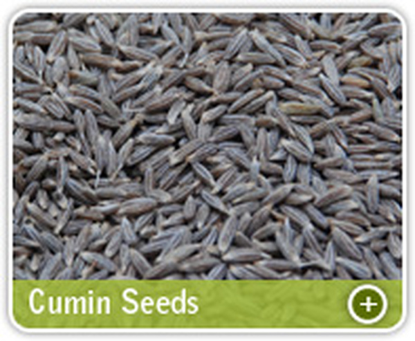  Profile Photos of Organic Products India - Indian Spices Exporter/Manufacturer 331, Market Yard, Gultekdi - Photo 7 of 13