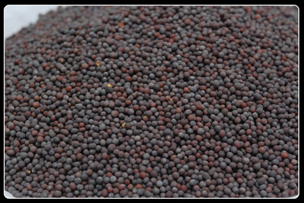  Profile Photos of Organic Products India - Indian Spices Exporter/Manufacturer 331, Market Yard, Gultekdi - Photo 11 of 13