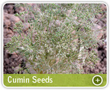  Organic Products India - Indian Spices Exporter/Manufacturer 331, Market Yard, Gultekdi 