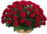 Avon Bangalore Florist, Bengaluru