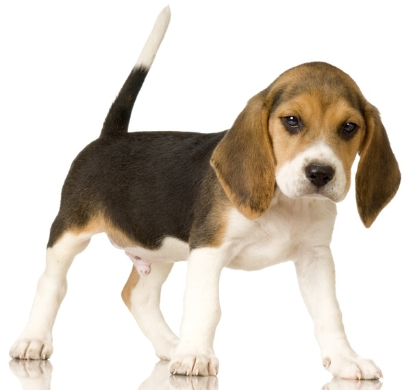  Profile Photos of The Talking Dog Company 210-212 Hampton Road West - Photo 1 of 1