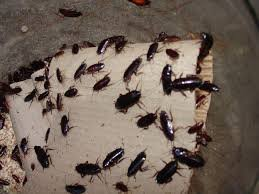  Bespoke Pest Control in Broxbourne of Bespoke Pest Control in Broxbourne 18 Pulham Avenue - Photo 1 of 2