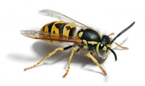  Profile Photos of Pest Control Empire 4 Macalister Court - Photo 3 of 4
