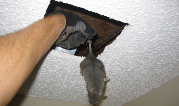 Profile Photos of Pest Control Empire 4 Macalister Court - Photo 4 of 4