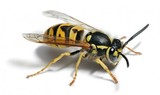 Pest Control Empire, Keilor