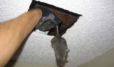 Pest Control Empire, Keilor