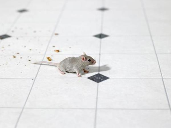  Profile Photos of Environmental Pest Control 333 Airport Blvd Unit #165 - Photo 2 of 3