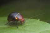 Environmental Pest Control, Aurora