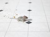 Environmental Pest Control, Aurora