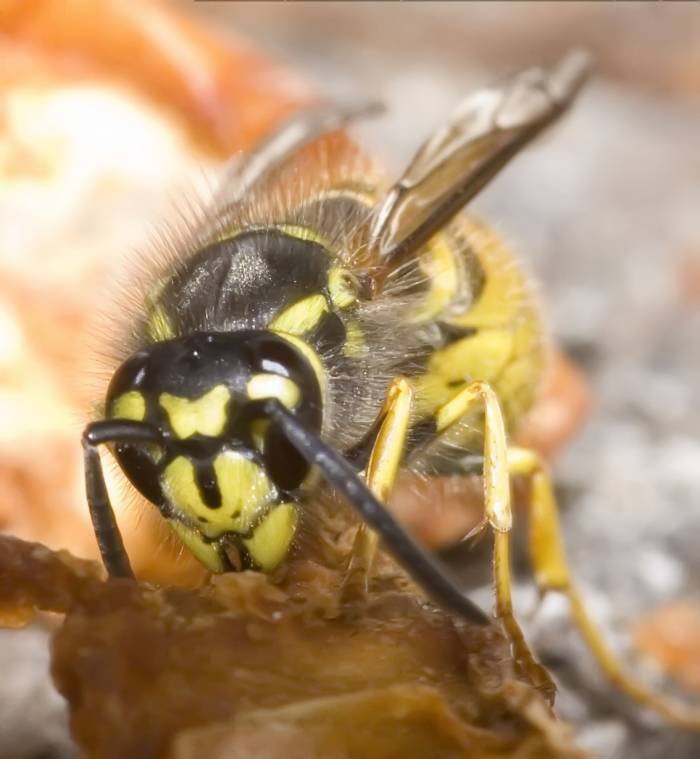  Profile Photos of Wasp Nest Removal Bromley 73 Park Lane - Photo 2 of 8