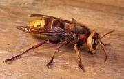  Profile Photos of Wasp Nest Removal Bromley 73 Park Lane - Photo 5 of 8