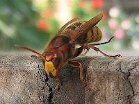  Profile Photos of Wasp Nest Removal Bromley 73 Park Lane - Photo 6 of 8