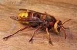Wasp Nest Removal Bromley, Croydon