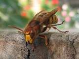 Wasp Nest Removal Bromley, Croydon