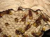 Wasp Nest Removal Bromley, Croydon