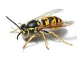 Wasp Nest Removal Bromley, Croydon