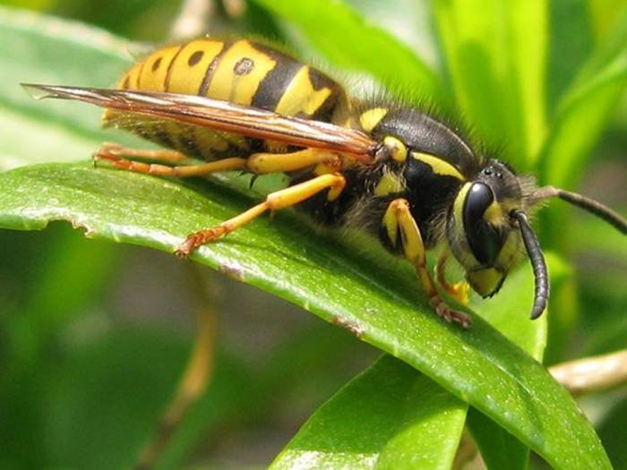  Profile Photos of Wasp Nest Removal 18 Redstone Road - Photo 4 of 12