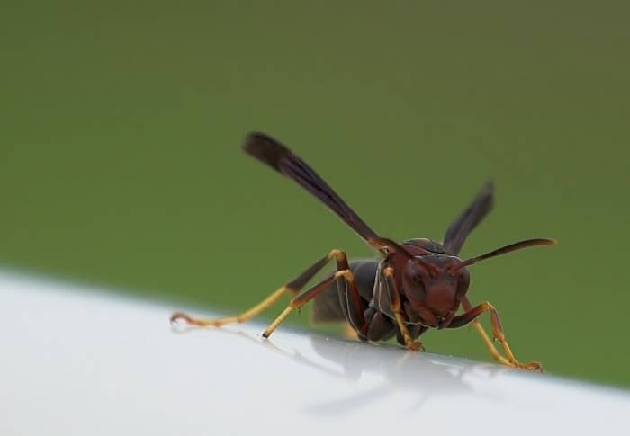  Profile Photos of Wasp Nest Removal 18 Redstone Road - Photo 10 of 12
