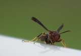 Wasp Nest Removal, Redhill