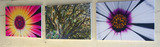 Colormatic Digital, Fish Hoek