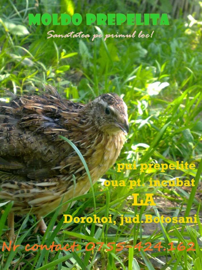  Profile Photos of Crescatorie Prepelite Dorohoi jud. Botosani Sf. Ioan Romanul nr. 155 - Photo 9 of 14