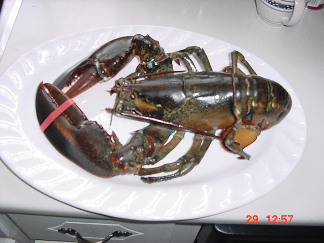 Lobster - Approximately 4 lbs, 2 Klios. A Bay of fundy/Harbour tide delight/ In Season Profile Photos of Harbour Tide Inn ~ Bed & Breakfast 725 Main Street - Photo 57 of 83 Lobster - Approximately 4 lbs, 2 Klios. A Bay of fundy/Harbour tide delight/ In Season Profile Photos of Harbour Tide Inn ~ Bed & Breakfast 725 Main Street - Photo 57 of 83