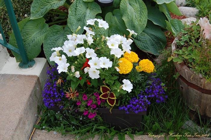 We love springtime flowers. Profile Photos of Harbour Tide Inn ~ Bed & Breakfast 725 Main Street - Photo 6 of 83