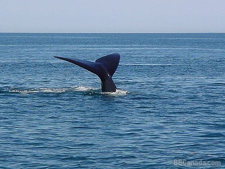 A Right Whale diving Profile Photos of Harbour Tide Inn ~ Bed & Breakfast 725 Main Street - Photo 69 of 83