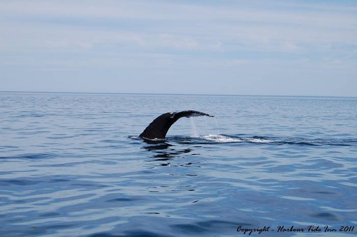 Well. there's one of the many North American Right Whales we see each season. Profile Photos of Harbour Tide Inn ~ Bed & Breakfast 725 Main Street - Photo 68 of 83 Well. there's one of the many North American Right Whales we see each season. Profile Photos of Harbour Tide Inn ~ Bed & Breakfast 725 Main Street - Photo 68 of 83
