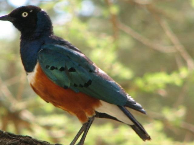  Profile Photos of Nature Bound Africa Themi Hill - Photo 22 of 40