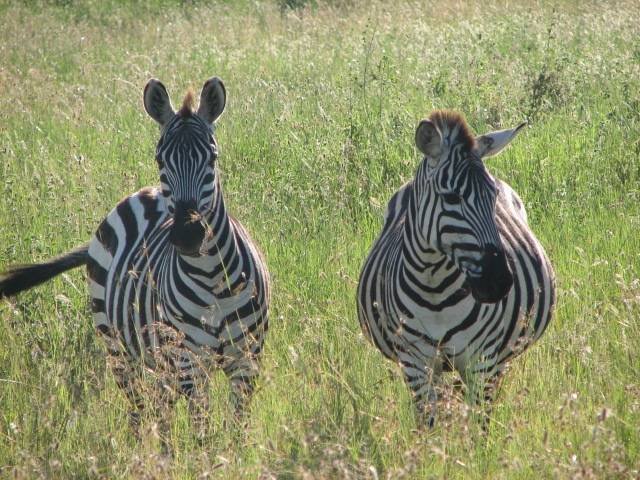  Profile Photos of Nature Bound Africa Themi Hill - Photo 23 of 40