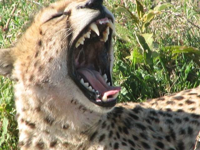  Profile Photos of Nature Bound Africa Themi Hill - Photo 26 of 40