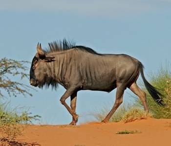  Profile Photos of Nature Bound Africa Themi Hill - Photo 35 of 40