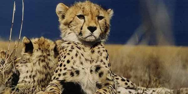  Profile Photos of Nature Bound Africa Themi Hill - Photo 11 of 40